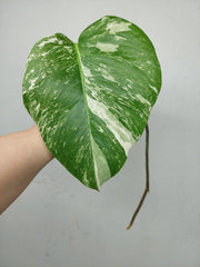 Monstera Variegata Steckling (zum aussuchen)