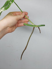 Monstera Variegata Steckling (zum aussuchen)