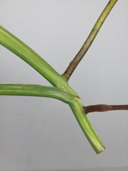 Monstera Variegata Steckling (zum aussuchen)