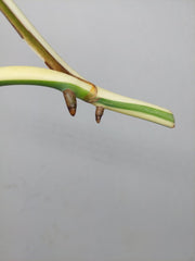 Monstera Variegata Steckling (zum aussuchen)