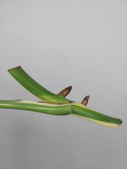Monstera Variegata Steckling (zum aussuchen)