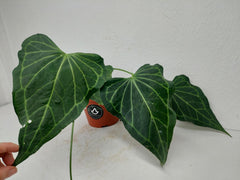 Anthurium Delta Force