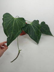 Anthurium Delta Force