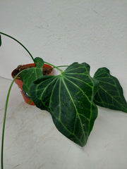 Anthurium Delta Force