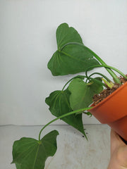 Anthurium Delta Force