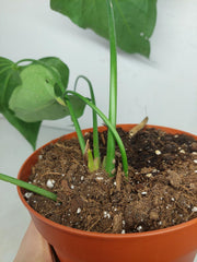 Anthurium Delta Force