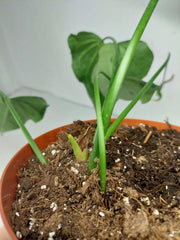 Anthurium Delta Force