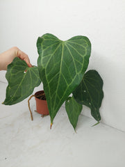 Anthurium Delta Force