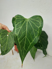 Anthurium Delta Force