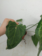Anthurium Delta Force