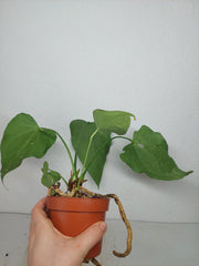 Anthurium Delta Force