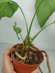 Anthurium Delta Force