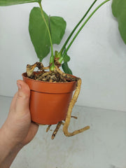 Anthurium Delta Force