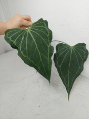 Anthurium Delta Force