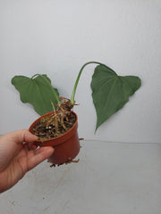 Anthurium Delta Force