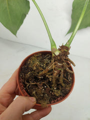 Anthurium Delta Force