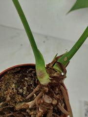 Anthurium Delta Force