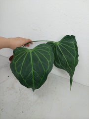 Anthurium Delta Force