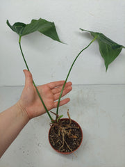 Anthurium Delta Force