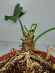 Anthurium Delta Force