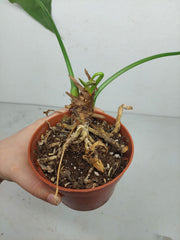 Anthurium Delta Force