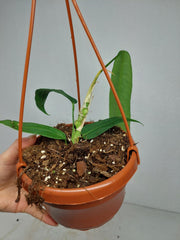 Anthurium Pallidiflorum
