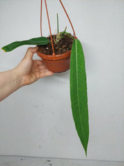 Anthurium Pallidiflorum