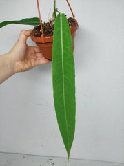 Anthurium Pallidiflorum