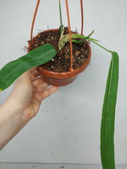 Anthurium Pallidiflorum
