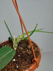 Anthurium Pallidiflorum