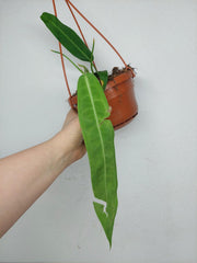 Anthurium Pallidiflorum