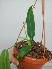 Anthurium Pallidiflorum