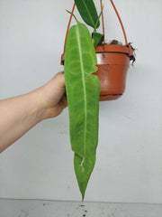 Anthurium Pallidiflorum