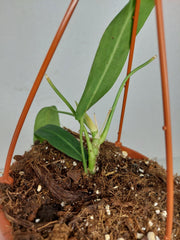 Anthurium Pallidiflorum