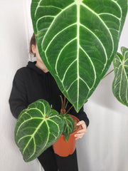 Anthurium Regale groß