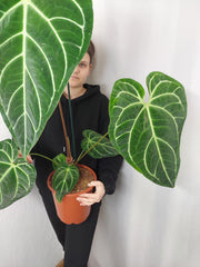 Anthurium Regale groß