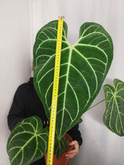 Anthurium Regale groß