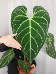 Anthurium Regale groß