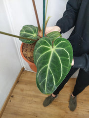 Anthurium Regale groß