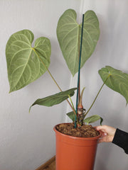 Anthurium Regale groß