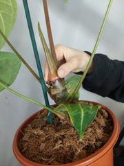 Anthurium Regale groß
