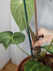 Anthurium Regale groß