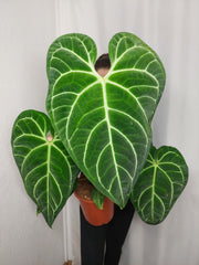 Anthurium Regale groß