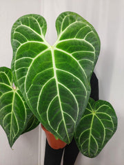 Anthurium Regale groß