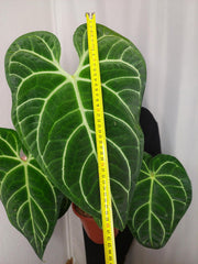 Anthurium Regale groß