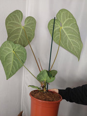 Anthurium Regale groß
