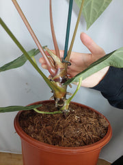 Anthurium Regale groß