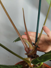 Anthurium Regale groß