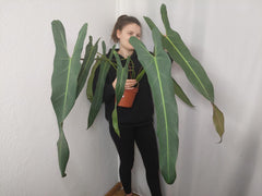 Philodendron Spiritus Sancti Adult