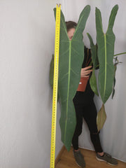 Philodendron Spiritus Sancti Adult
